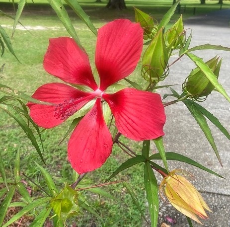 Hibiscus coccineus flower.jpg